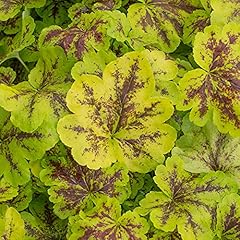 Heucherella solar power for sale  Delivered anywhere in UK