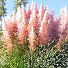Approx seeds pampas for sale  Delivered anywhere in UK