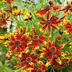 Dwarf coreopsis radiata for sale  Delivered anywhere in UK