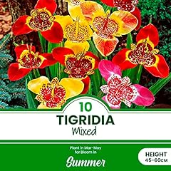 Tigridia mixed bohemian for sale  Delivered anywhere in UK