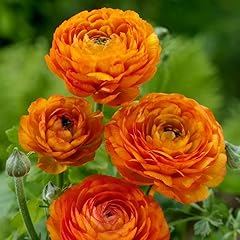 Orange ranunculus bulbs for sale  Delivered anywhere in USA 