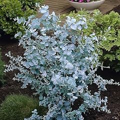Eucalyptus gunnii cider for sale  Delivered anywhere in UK