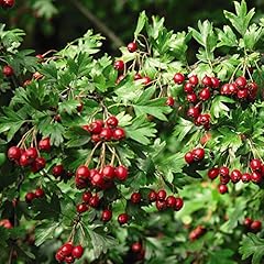 Common hawthorn hedging for sale  Delivered anywhere in UK