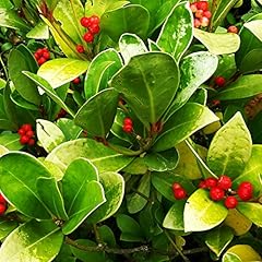 Outsidepride wintergreen seeds for sale  Delivered anywhere in USA 