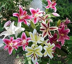 Mixed oriental lilies for sale  Delivered anywhere in USA 