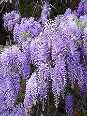 Royal purple wisteria for sale  Delivered anywhere in USA 