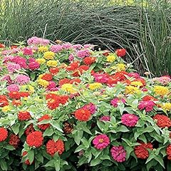 Zinnia thumbelina seeds for sale  Delivered anywhere in USA 