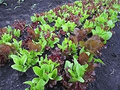 Bio salat gourmet gebraucht kaufen  Wird an jeden Ort in Deutschland