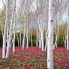 White paper birch for sale  Delivered anywhere in USA 