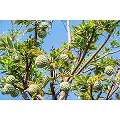 Chuxay garden annona for sale  Delivered anywhere in USA 