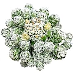 Thimble cactus mammillaria for sale  Delivered anywhere in USA 