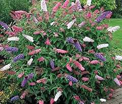 Fun grow seeds for sale  Delivered anywhere in USA 