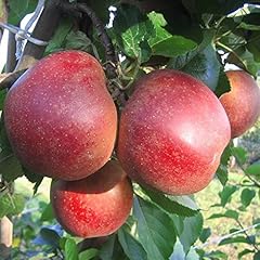 Apfelbaum roter boskoop gebraucht kaufen  Wird an jeden Ort in Deutschland