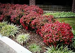 Nandina firepower extra for sale  Delivered anywhere in USA 