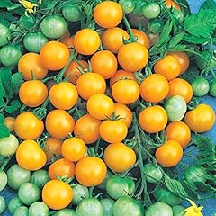 Park seed cherry for sale  Delivered anywhere in USA 