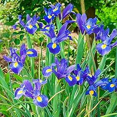 Schone iris blue for sale  Delivered anywhere in UK