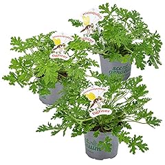 Pelargonium graveolens zitrone gebraucht kaufen  Wird an jeden Ort in Deutschland