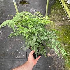 Deer foot fern for sale  Delivered anywhere in USA 