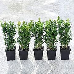 Box shrub buxus for sale  Delivered anywhere in UK