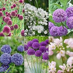 Carbeth plants allium for sale  Delivered anywhere in UK