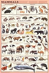 Mammals Educational Science Chart Poster Poster Print, for sale  Delivered anywhere in Canada