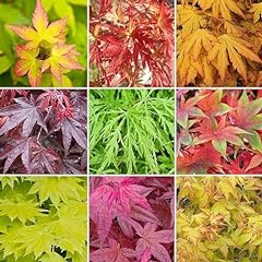 Acer trees japanese for sale  Delivered anywhere in UK