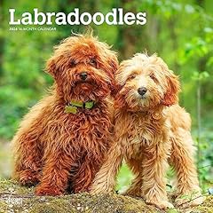 Labradoodles 2024 inch for sale  Delivered anywhere in USA 