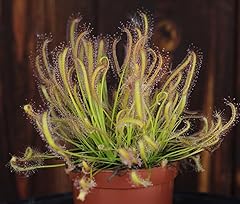 Drosera capensis sundew for sale  Delivered anywhere in UK