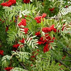 Chuxay garden sorbus for sale  Delivered anywhere in USA 