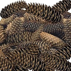 Banberry designs spruce for sale  Delivered anywhere in USA 