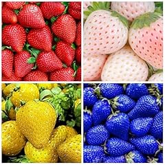 800 mixed strawberry for sale  Delivered anywhere in USA 