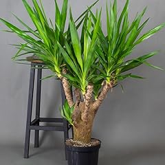 Yucca elephantipes house for sale  Delivered anywhere in UK