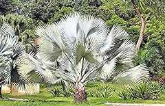 Seeds silver saw for sale  Delivered anywhere in USA 