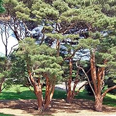 Pino rosso pinus gebraucht kaufen  Wird an jeden Ort in Deutschland