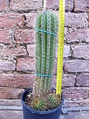 Trichocereus grandiflorus hybr usato  Spedito ovunque in Italia 