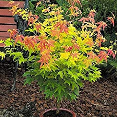 Acer orange dream for sale  Delivered anywhere in Ireland