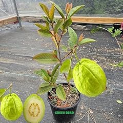 Green bear thai for sale  Delivered anywhere in USA 