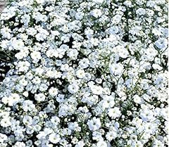 Gypsophila elegans flower for sale  Delivered anywhere in UK