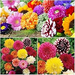 Dahlia tubers bulbs for sale  Delivered anywhere in Ireland