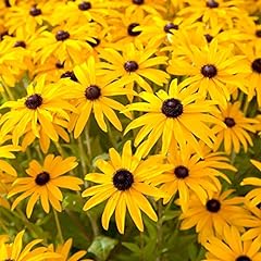 Rudbeckia goldsturm perennial for sale  Delivered anywhere in UK
