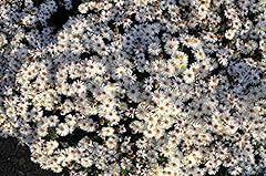 Aster dumosus niobe gebraucht kaufen  Wird an jeden Ort in Deutschland