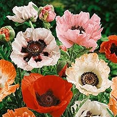 250 poppy papaver for sale  Delivered anywhere in UK