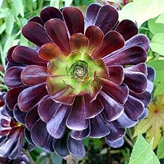 Live aeonium black for sale  Delivered anywhere in USA 