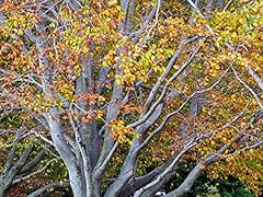 American beech tree for sale  Delivered anywhere in USA 