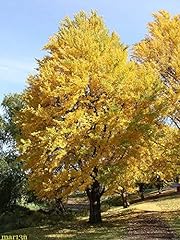 Live plant ginkgo for sale  Delivered anywhere in USA 