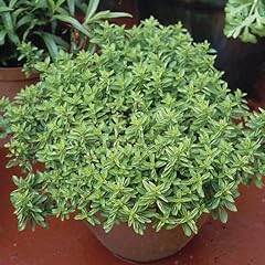 Marjoram compact herb for sale  Delivered anywhere in UK