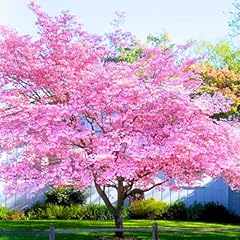 Pink dogwood tree for sale  Delivered anywhere in USA 