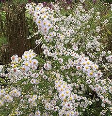 Myrtenaster herbstmyrthe aster gebraucht kaufen  Wird an jeden Ort in Deutschland