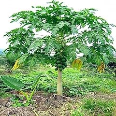 Generic papaya plant for sale  Delivered anywhere in USA 