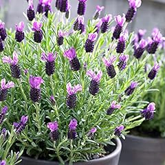 French lavender seeds for sale  Delivered anywhere in USA 